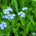 water forget-me-not (Myosotis scorpioides) Kenneth Noble